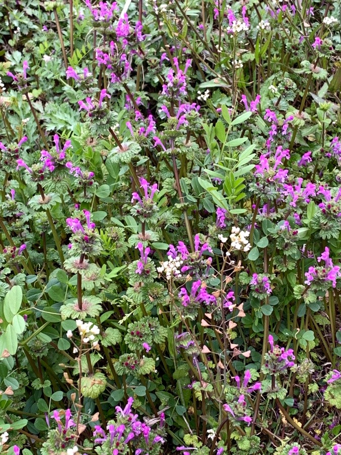 野の草花