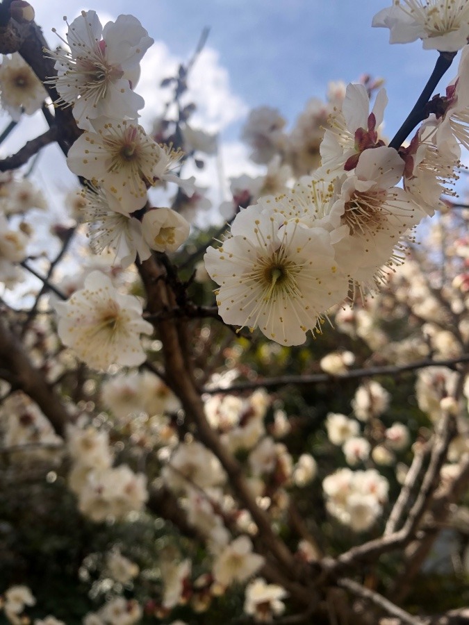 梅の花