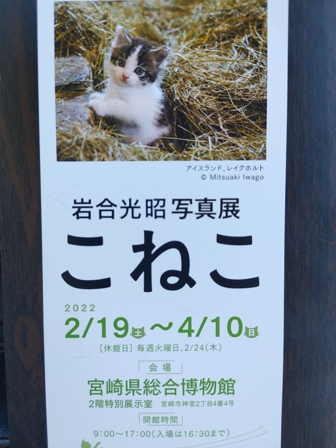 岩合光昭☆子猫展☆🐱