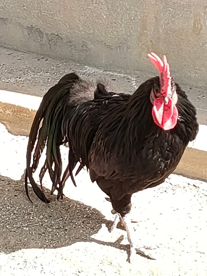 黒柏鶏🐔鳴き声🐓