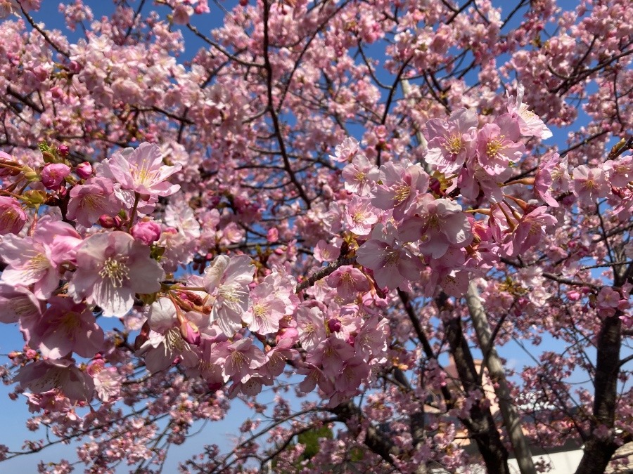 河津桜