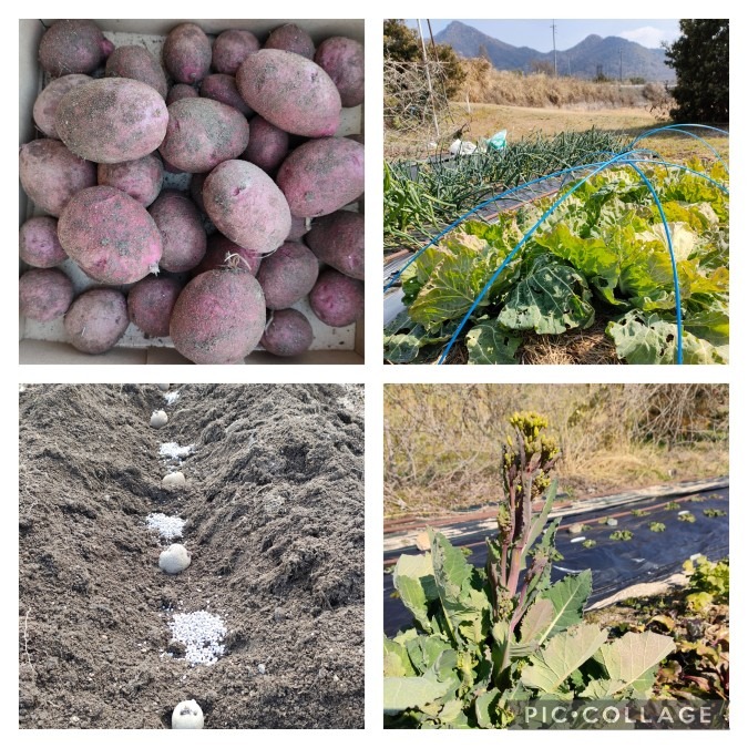 🍀春ジャガを植えました🥔