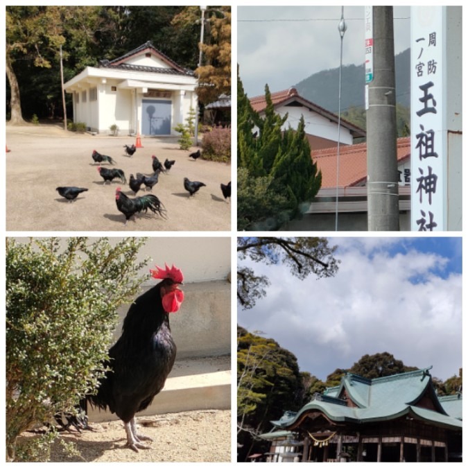 黒柏鶏🐓天然記念物🐓