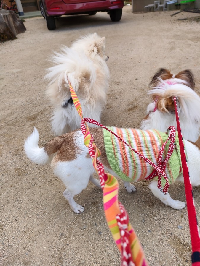 動かなくなったワンコ達🐶🐕🦮