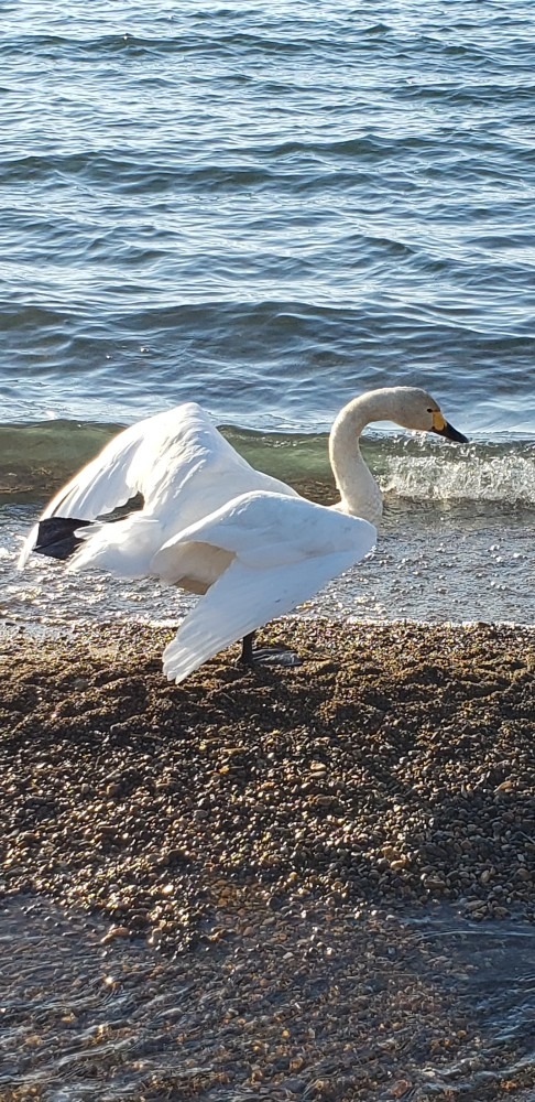 白鳥一休み