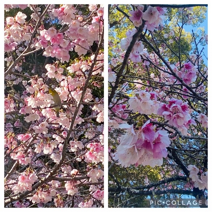 早咲きの桜、咲いてました✨♪