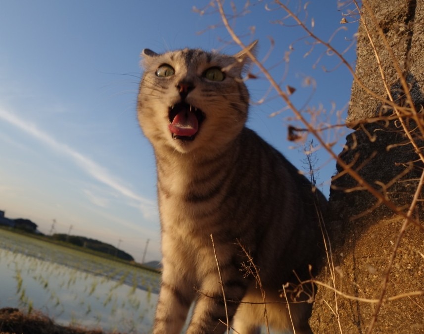 カメラ目線？かな