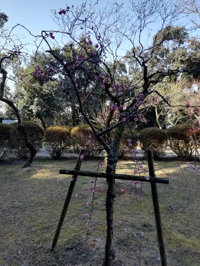 意賀美(おかみ)神社の梅