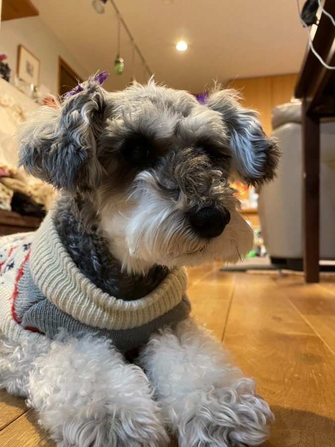 愛犬