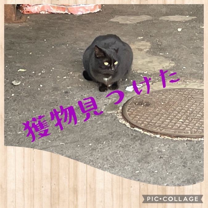 獲物見つけた🤣🤣