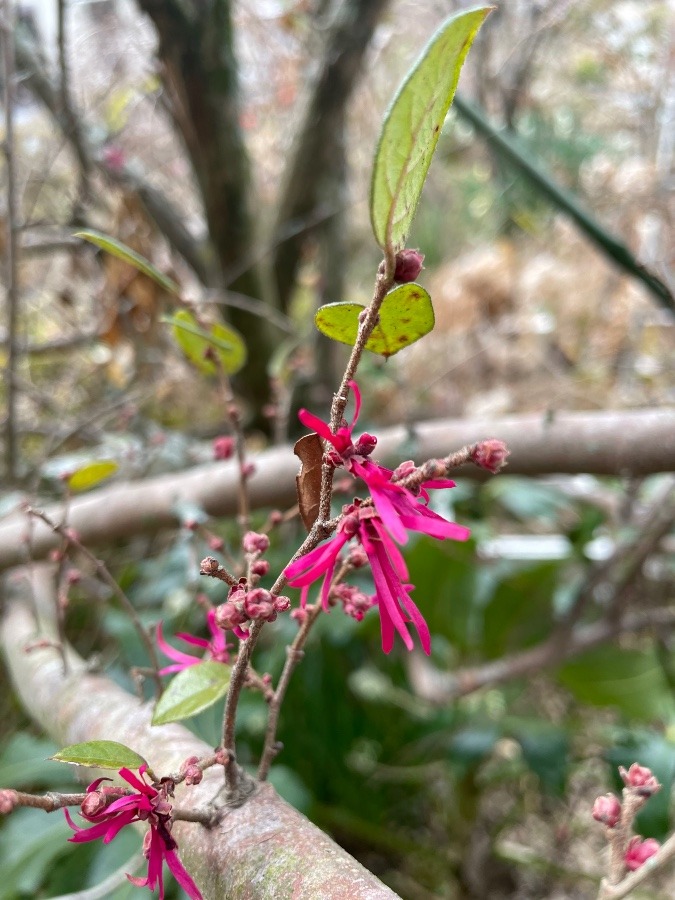 マンサクの花