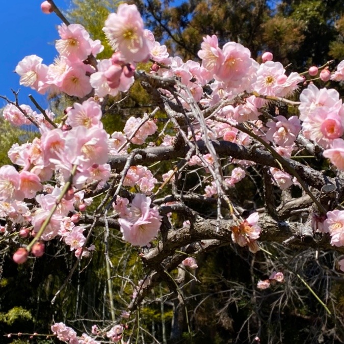 桜はまだかなぁ〜