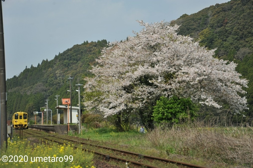 桜の古木