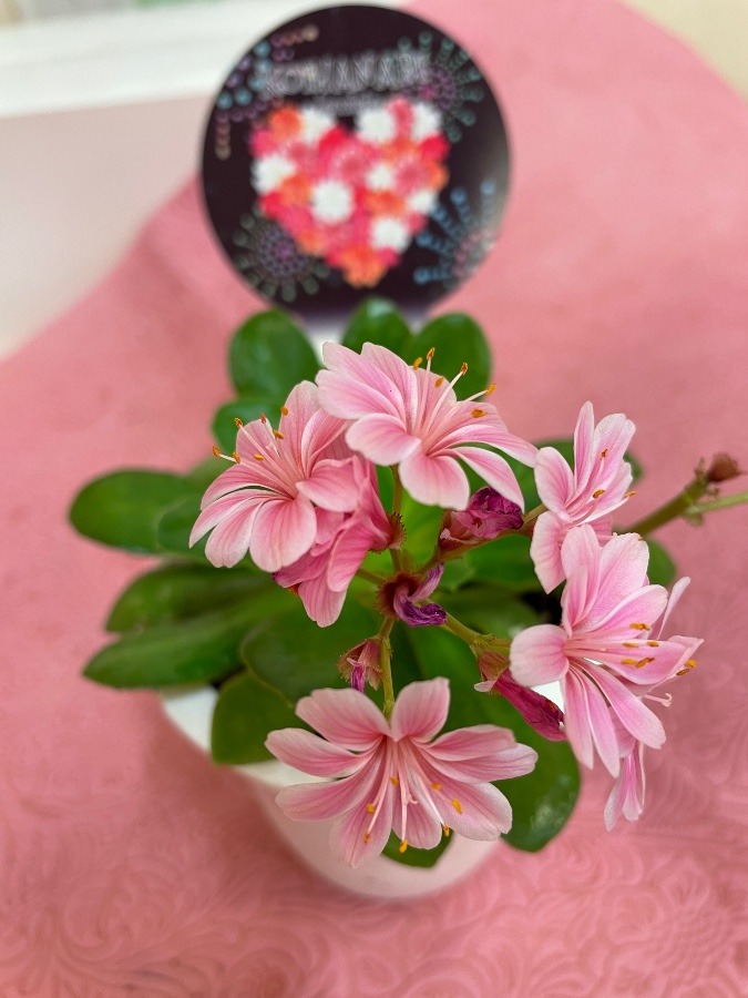 恋花火