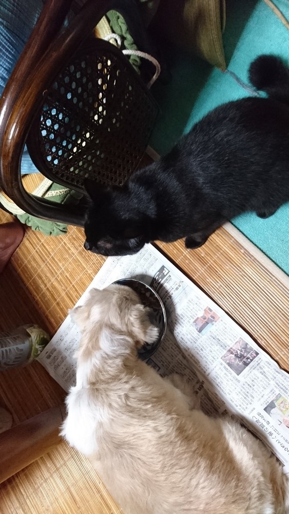 犬の餌が食べたい‼️