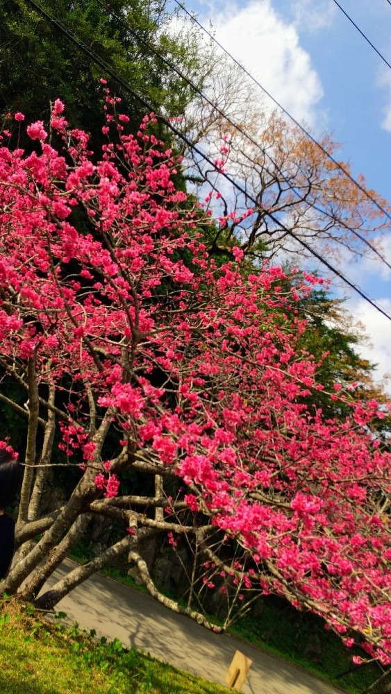 桜満開(沖縄)