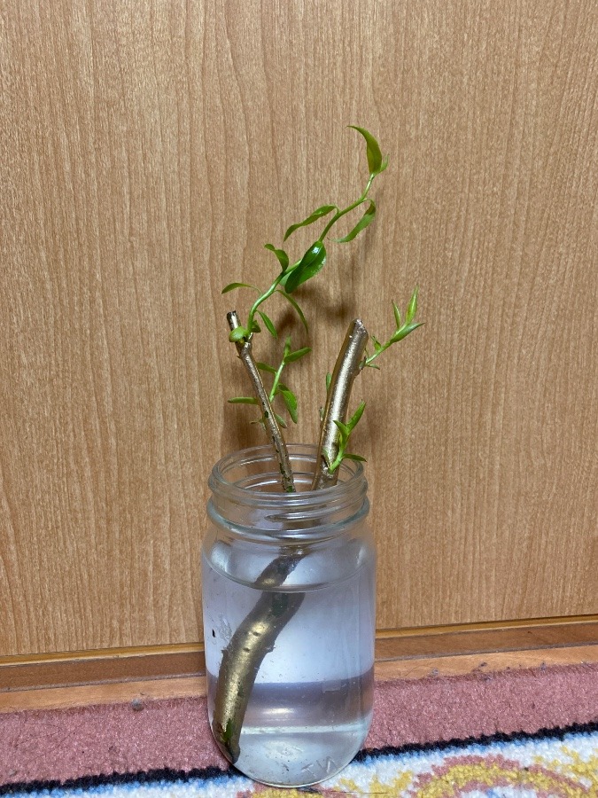 新芽が出てきた❤️