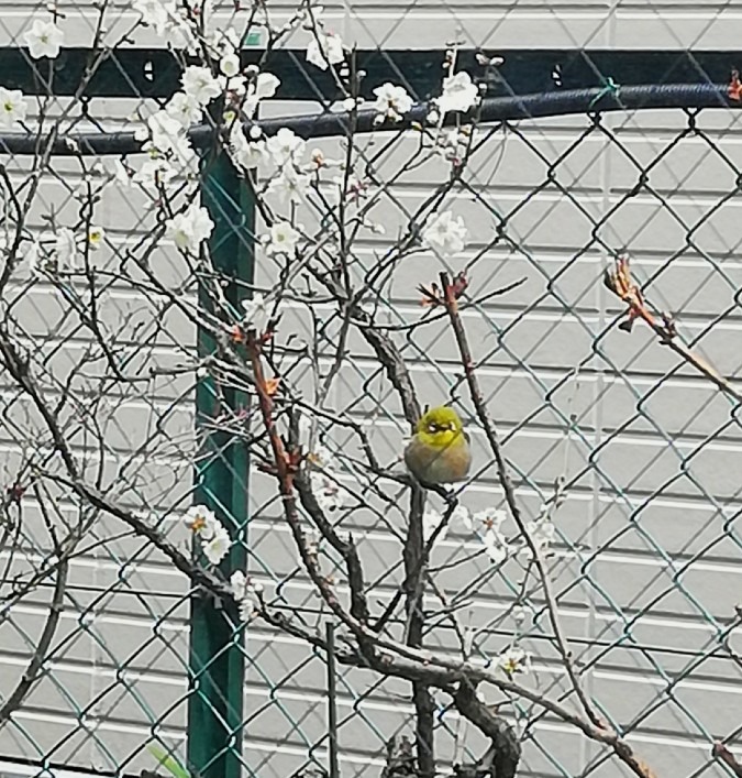 梅にメジロ