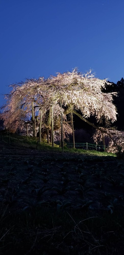 中島の垂れ桜