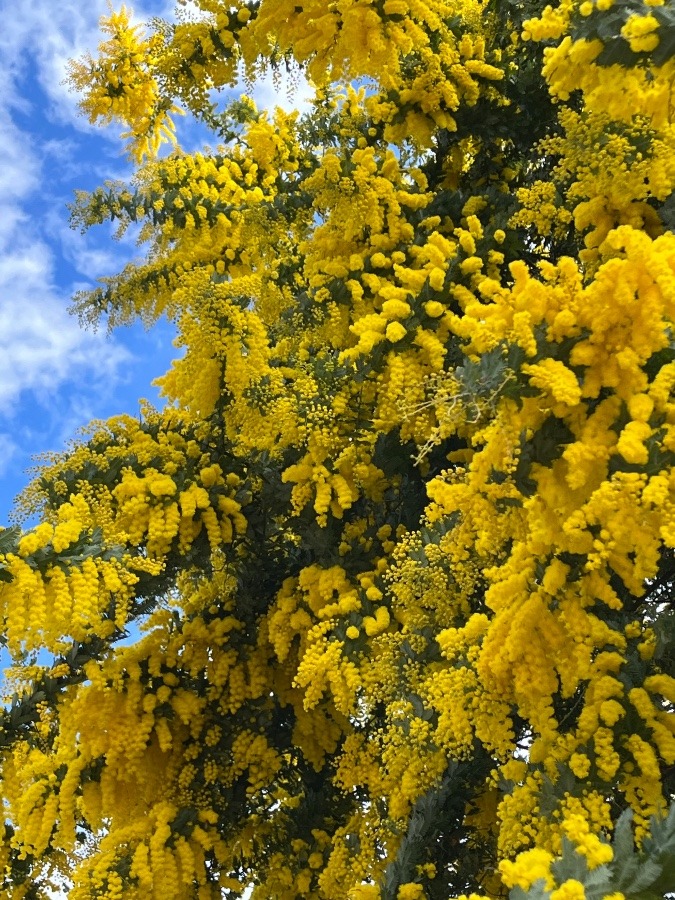 ミモザに癒されて💛