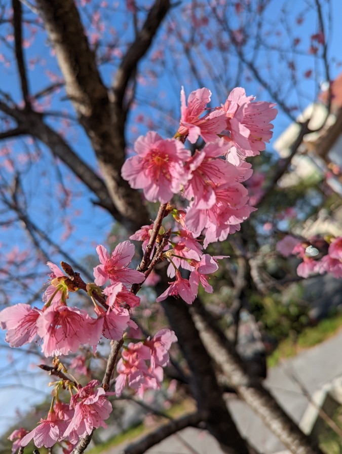 春の便り🌸