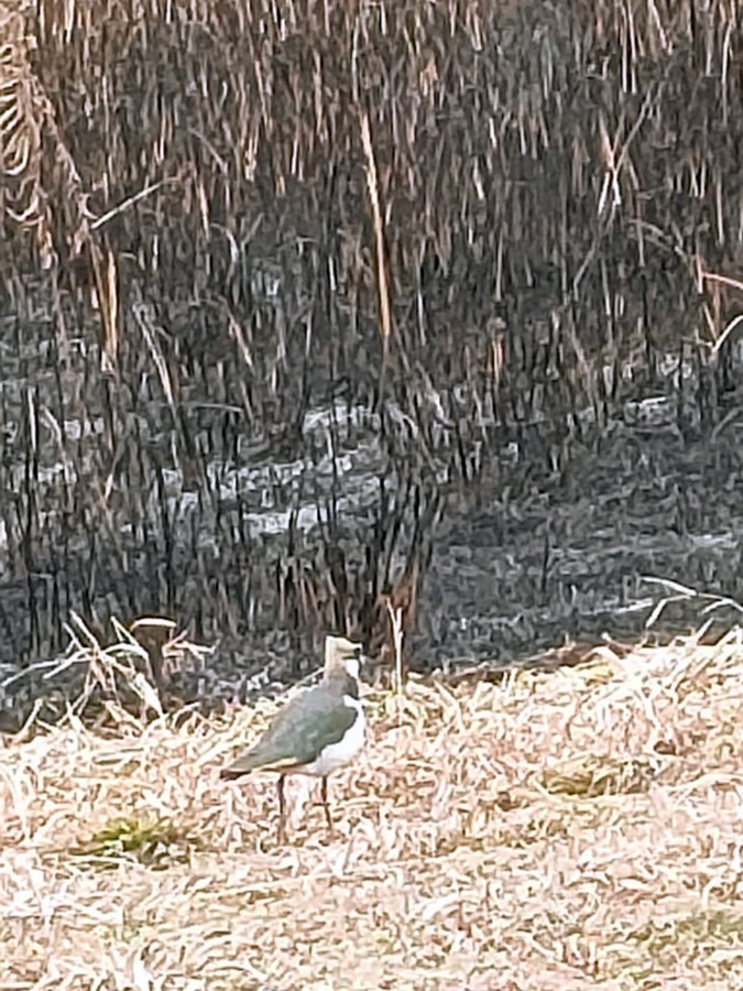 冬の貴婦人の鳴き声、聴けます🥰