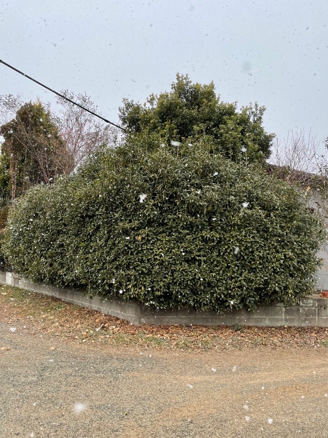 雪降ってきたー❣️