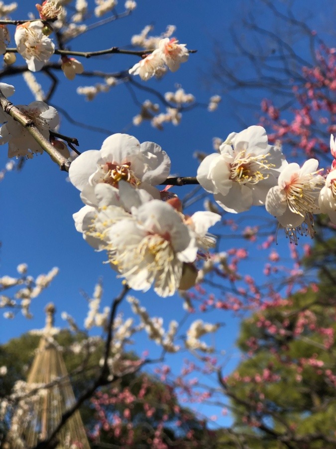 春の香り🌸