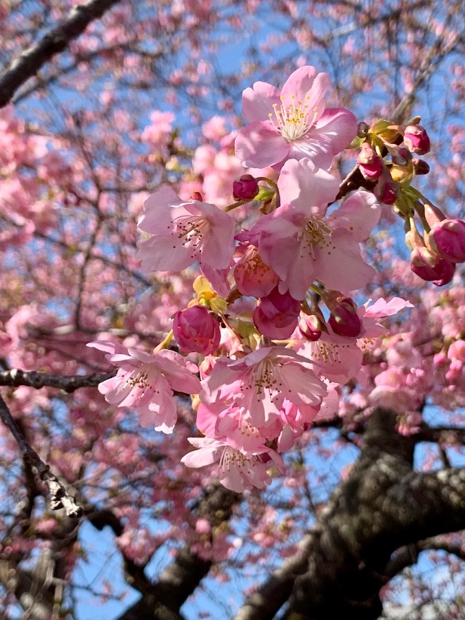 河津桜♪