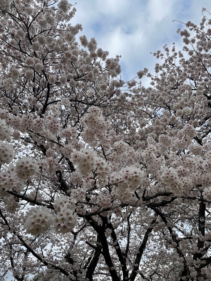 空につながる生命力✨