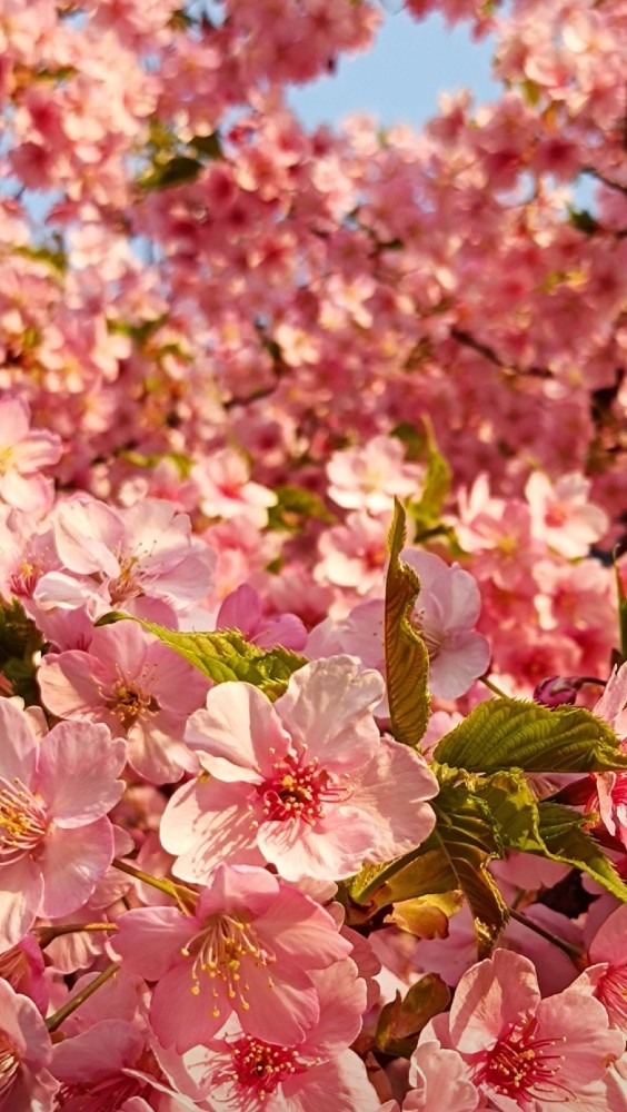 河津桜