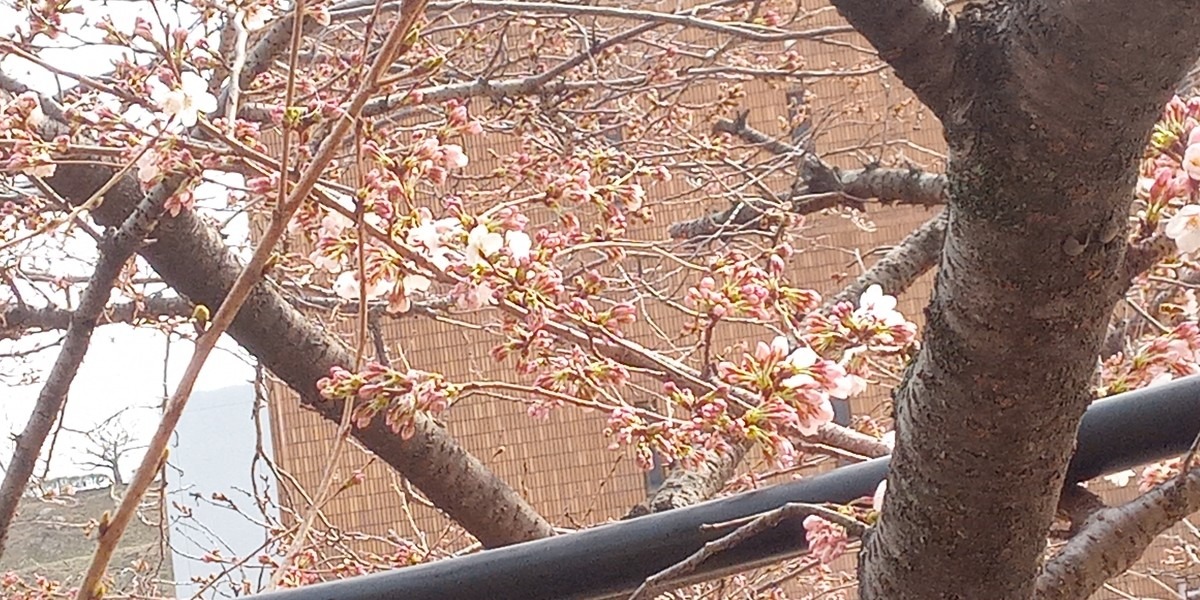 サクラの開花🌸