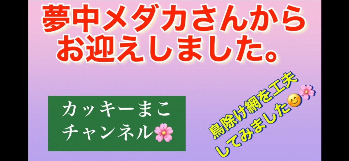 王妃リアルロングフィンめちゃ綺麗ですよ