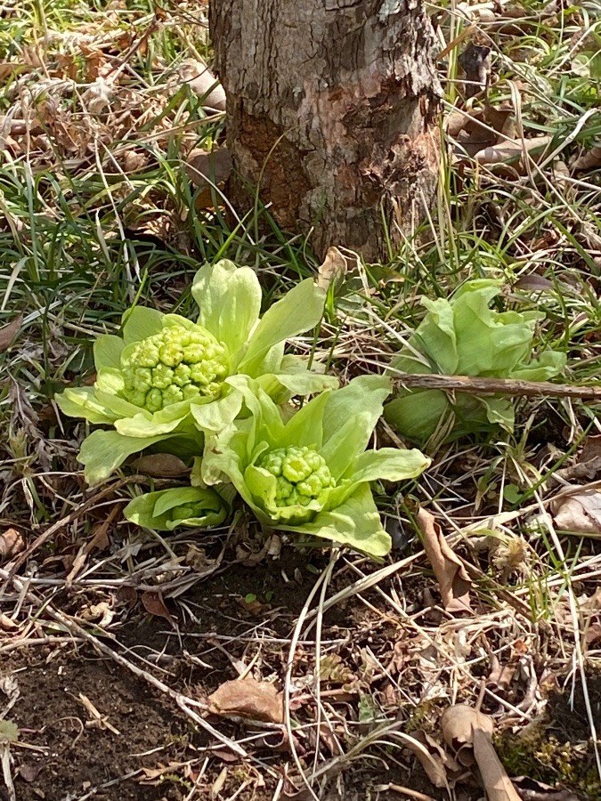 ふきのとうの花