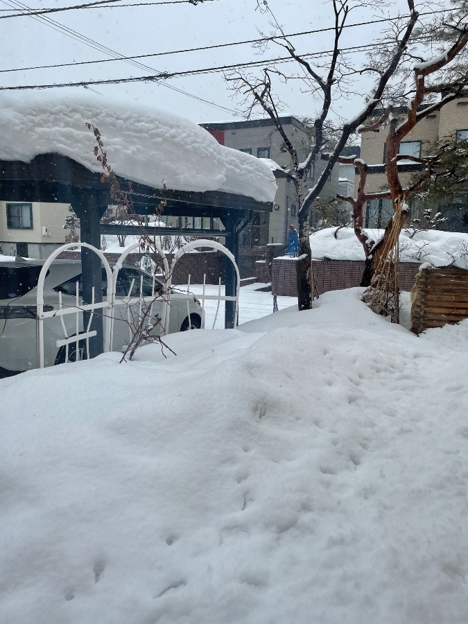 あーあ(°_°)また雪が降ってきたよ