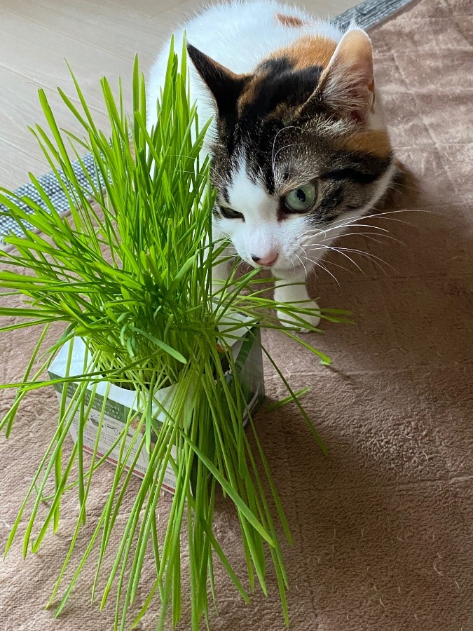 初めての猫草