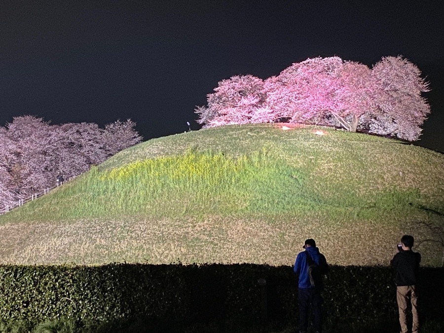 🌸丸墓山古墳🌸