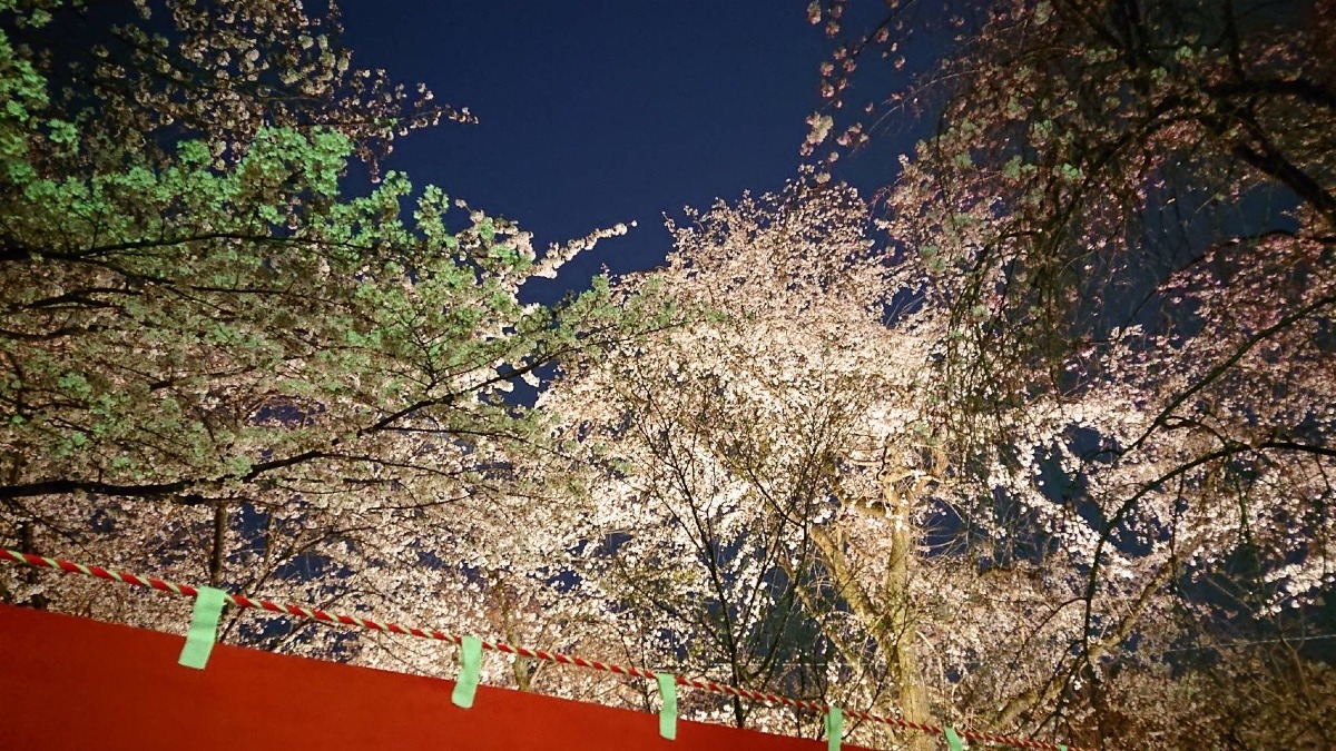 夜桜いいですねー🍺🌸