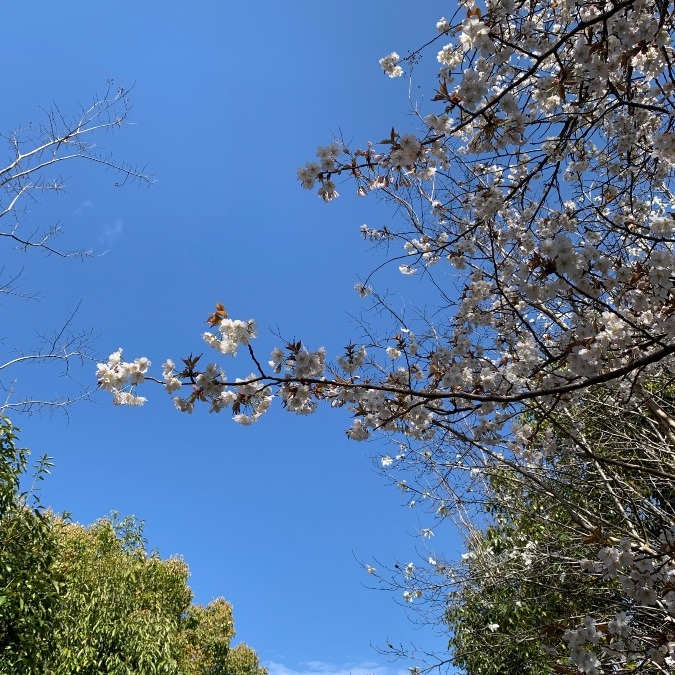 桜