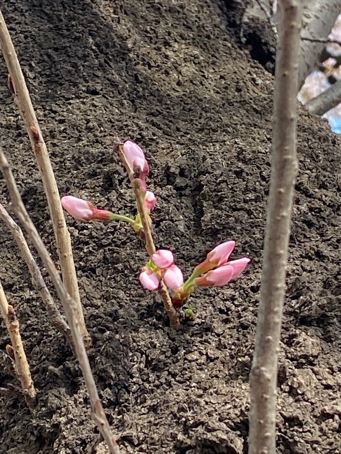 大好きな🌸桜