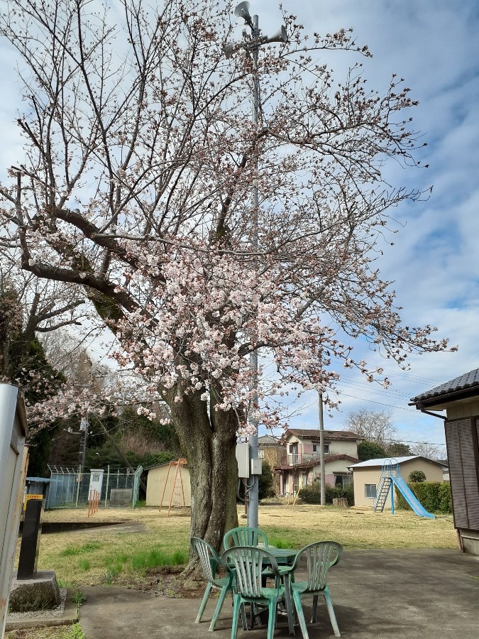 桜がさいた🍺