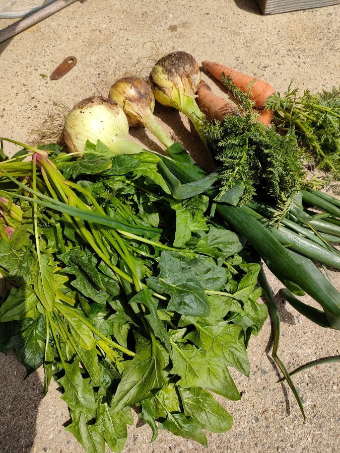 今日の収穫🥕🧄🌿