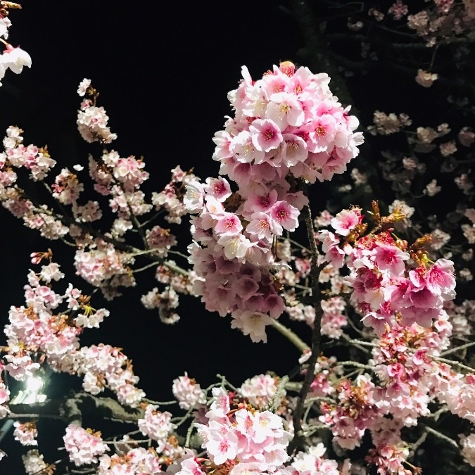 ★夜桜★