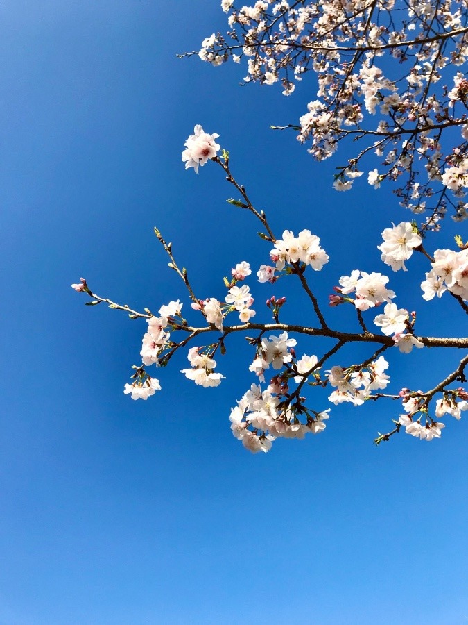 ⭕️期間限定のさくら🌸（≧∇≦）