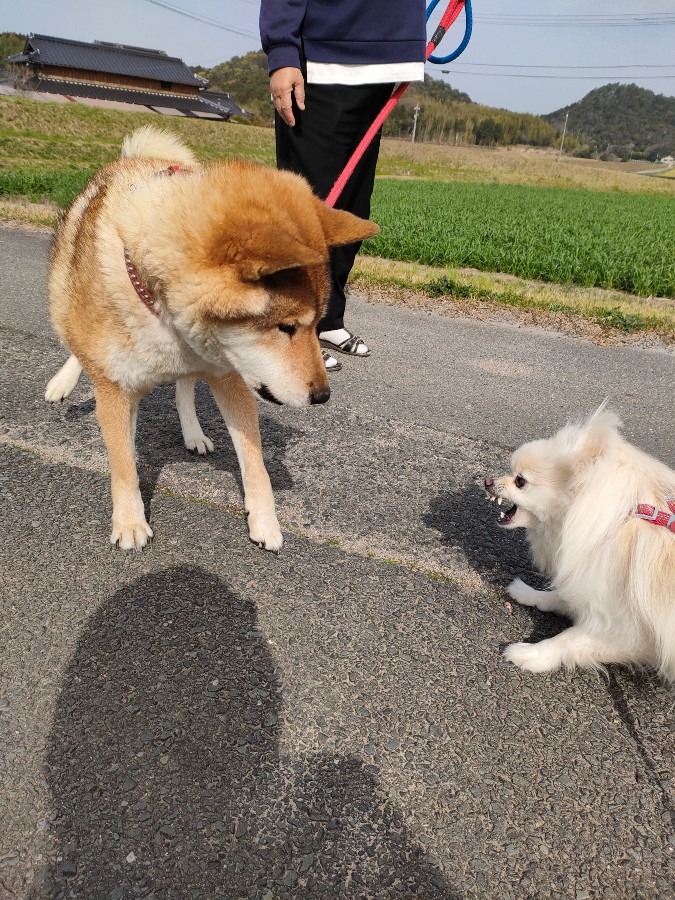 ちっちゃとふく🐕🦮