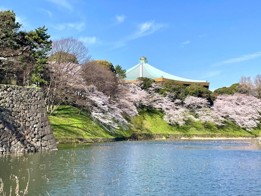 🌸日本武道館🌸