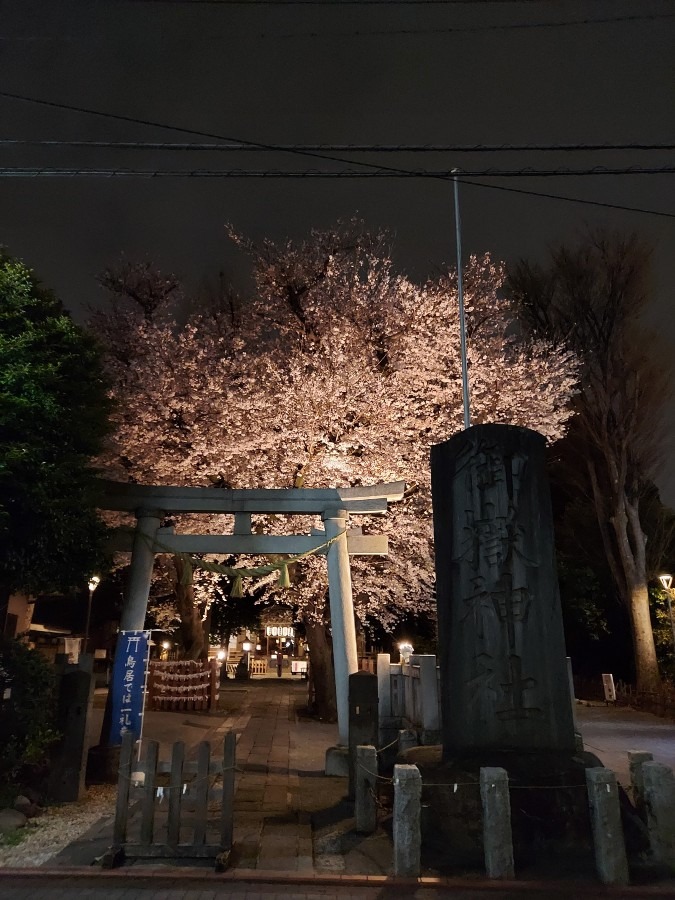 夜桜