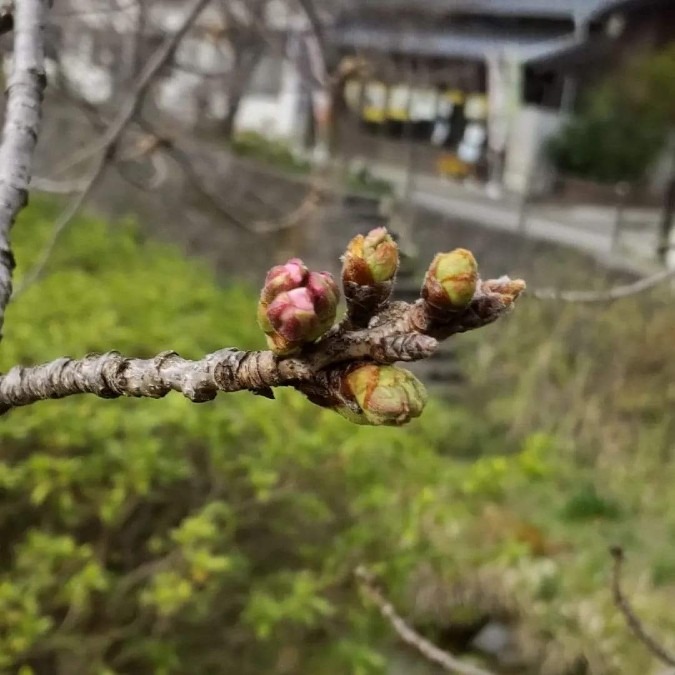 山口市 一の坂川  桜のつぼみ   もうすぐだね