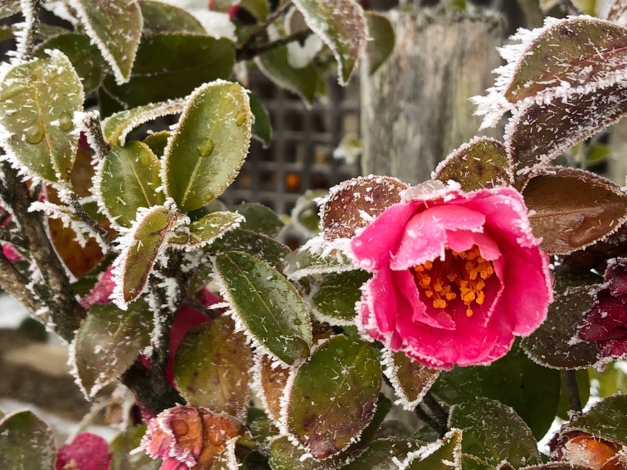 まるで造花🌺