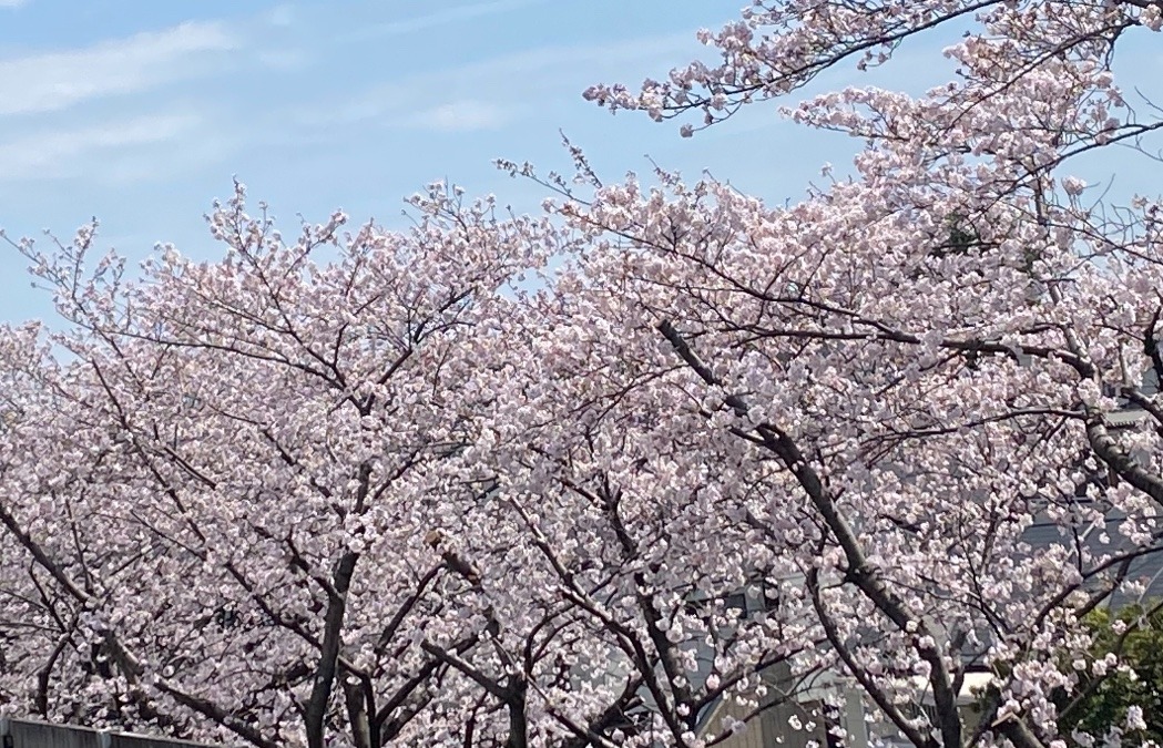 ✨さくら❹🌸🌸✨